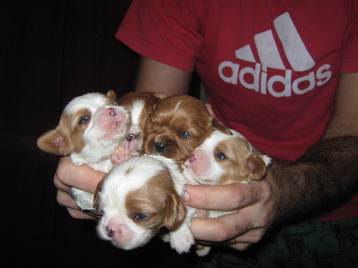 MVUDZXZDYTXMEQMAQNK - CAVALIER KING CHARLES SPANIEL