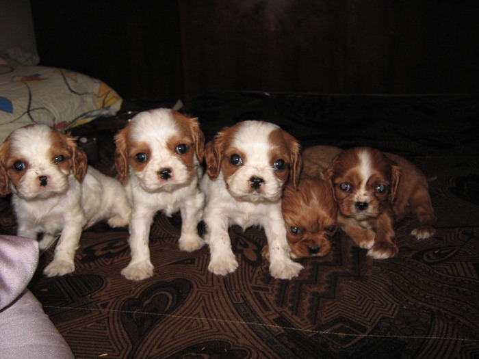 UDTJJBFOEMZSSHMFNJJ - CAVALIER KING CHARLES SPANIEL