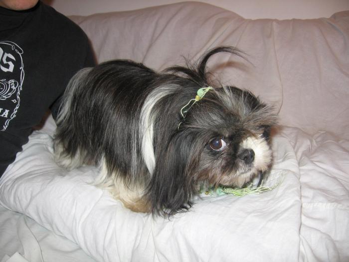 1592656 - SHIH-TZU