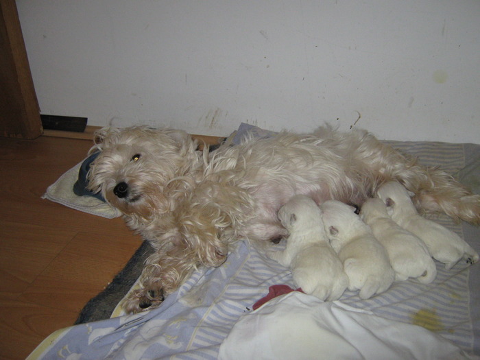 QEROUBNZFEZTORTQTAA - WEST HIGHLAND TERRIER