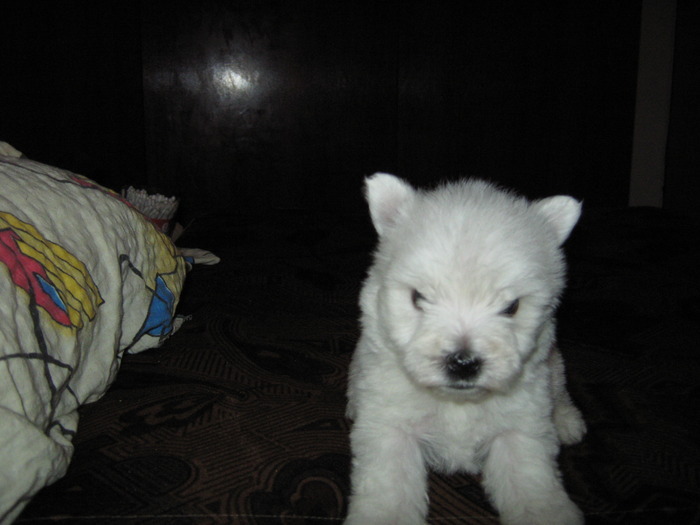 TRZYFXUSNTZFCQUDAWG - WEST HIGHLAND TERRIER