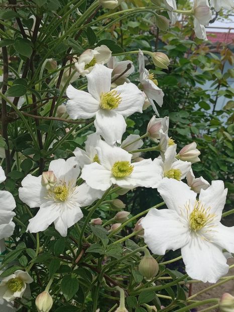  - Clematis Montana Prosperity 2022- 2023