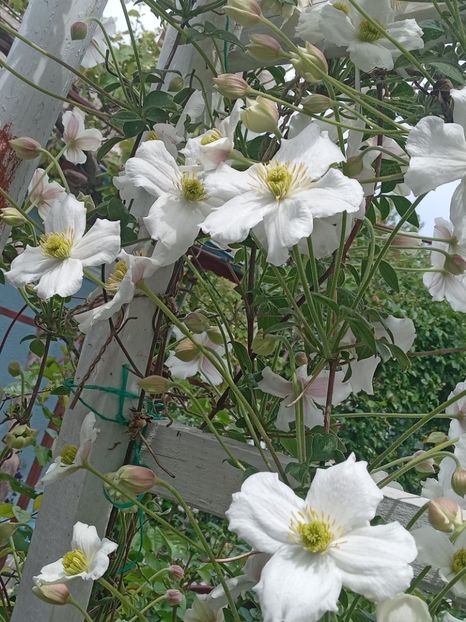  - Clematis Montana Prosperity 2022- 2023