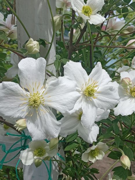  - Clematis Montana Prosperity 2022- 2023