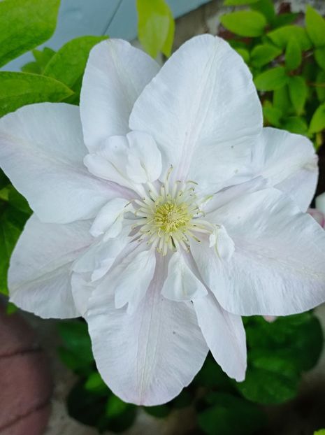  - Simfonii de primavara