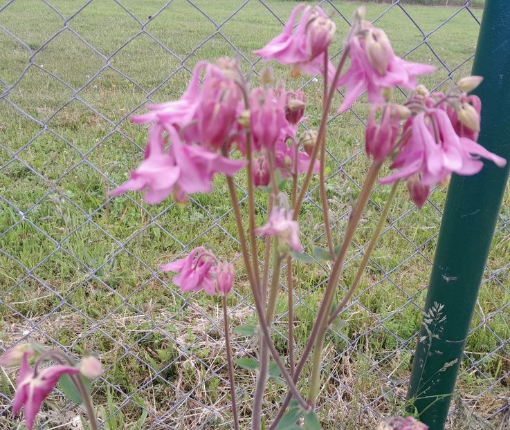  - 2023 floricele din grădină