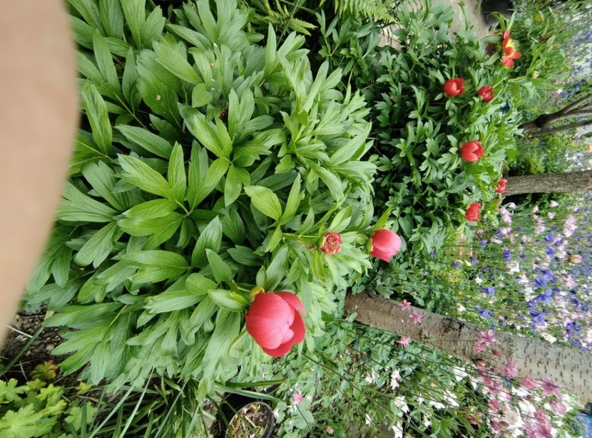  - Flori de gradina-2023