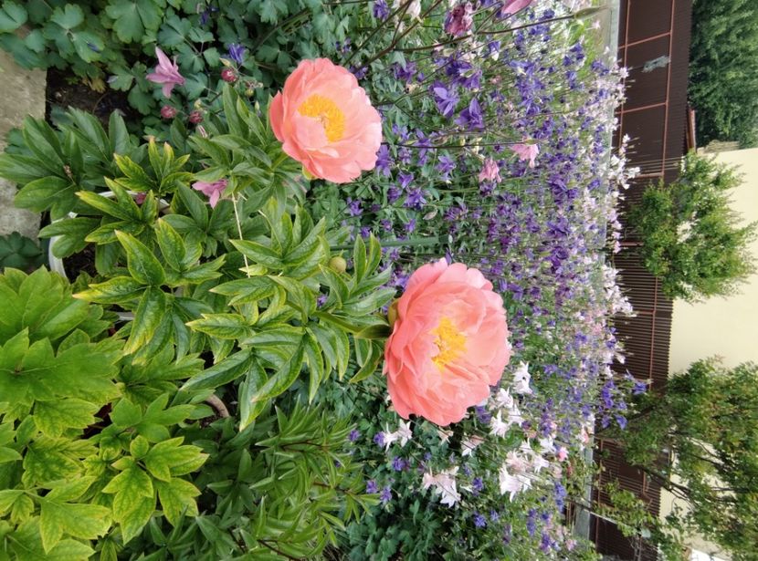  - Flori de gradina-2023