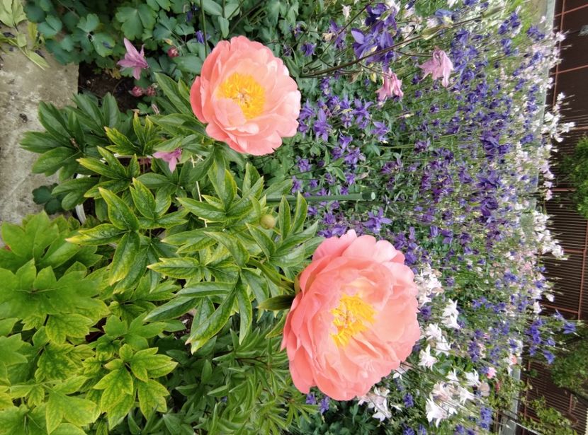  - Flori de gradina-2023