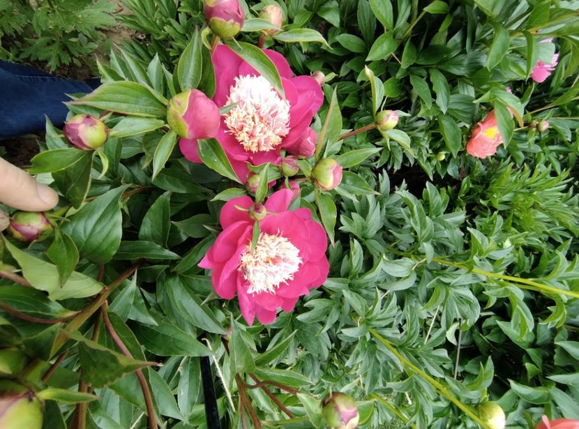  - Flori de gradina-2023