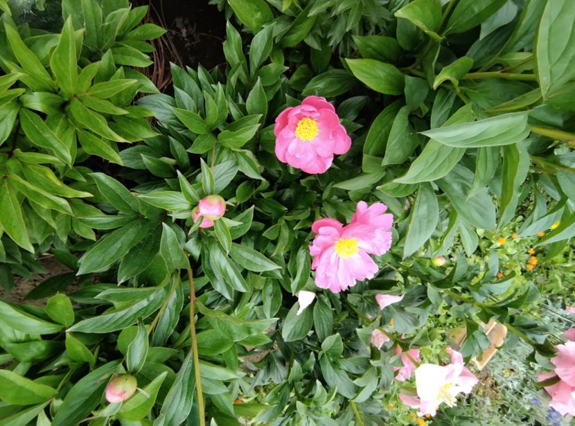  - Flori de gradina-2023