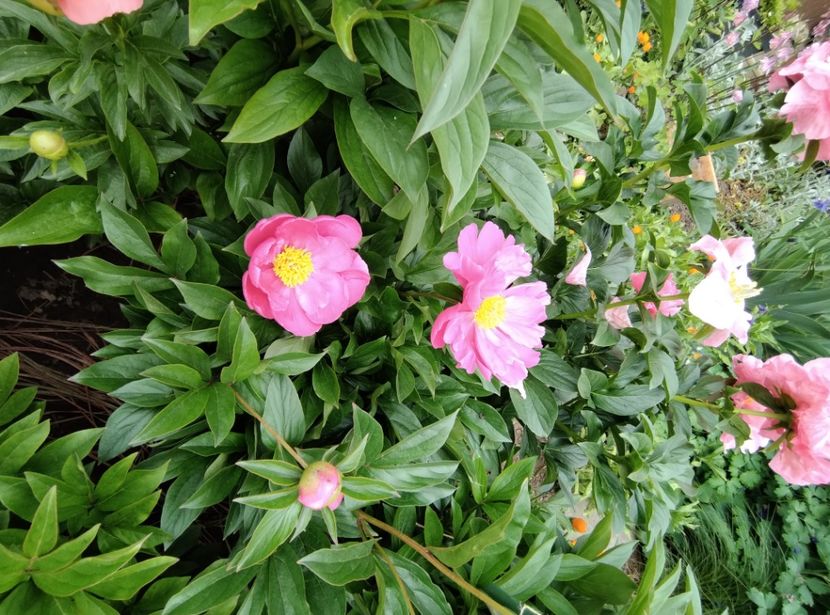  - Flori de gradina-2023