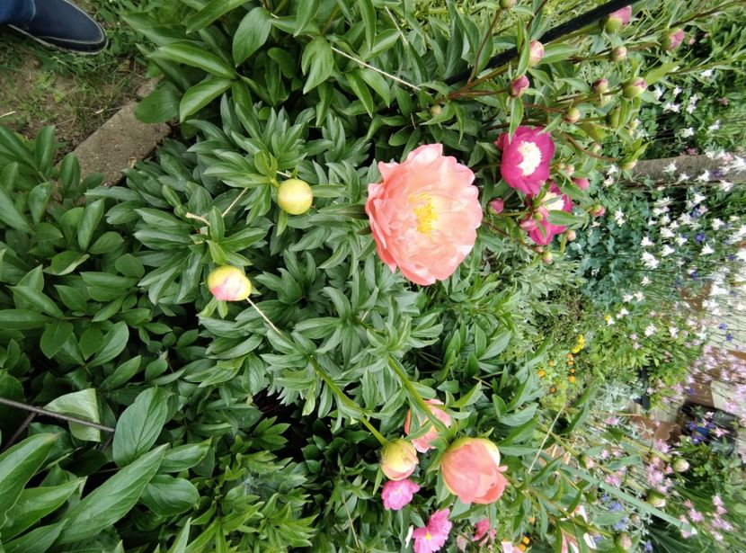  - Flori de gradina-2023