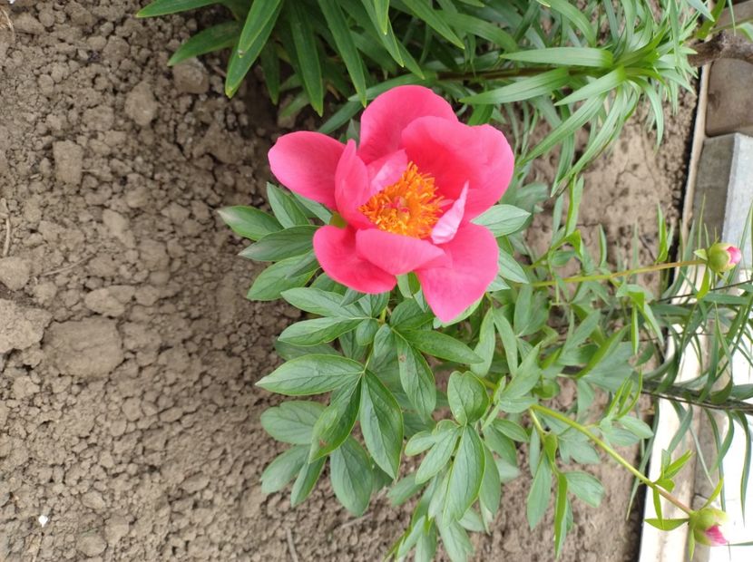  - Flori de gradina-2023