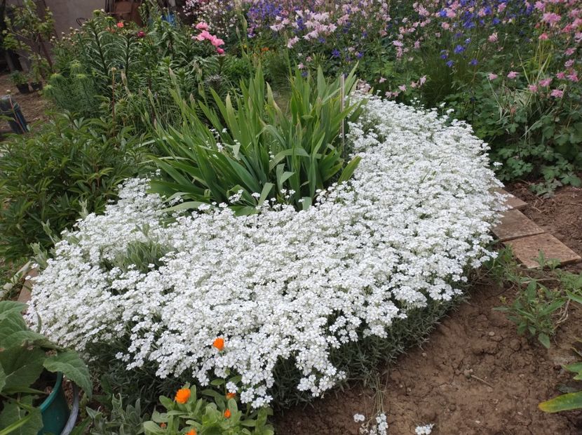  - Flori de gradina-2023