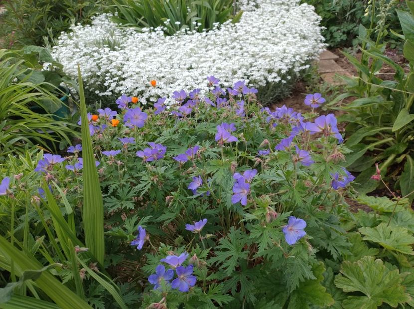  - Flori de gradina-2023