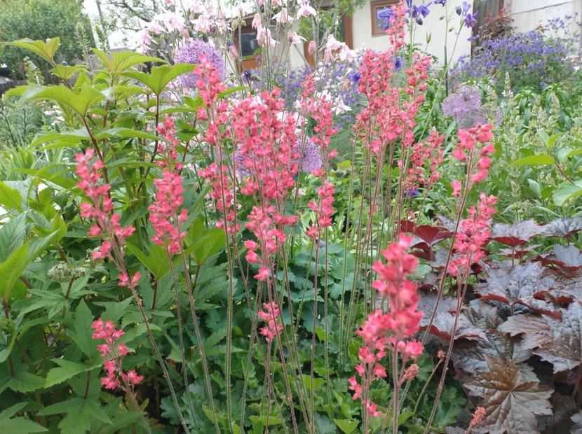  - Flori de gradina-2023