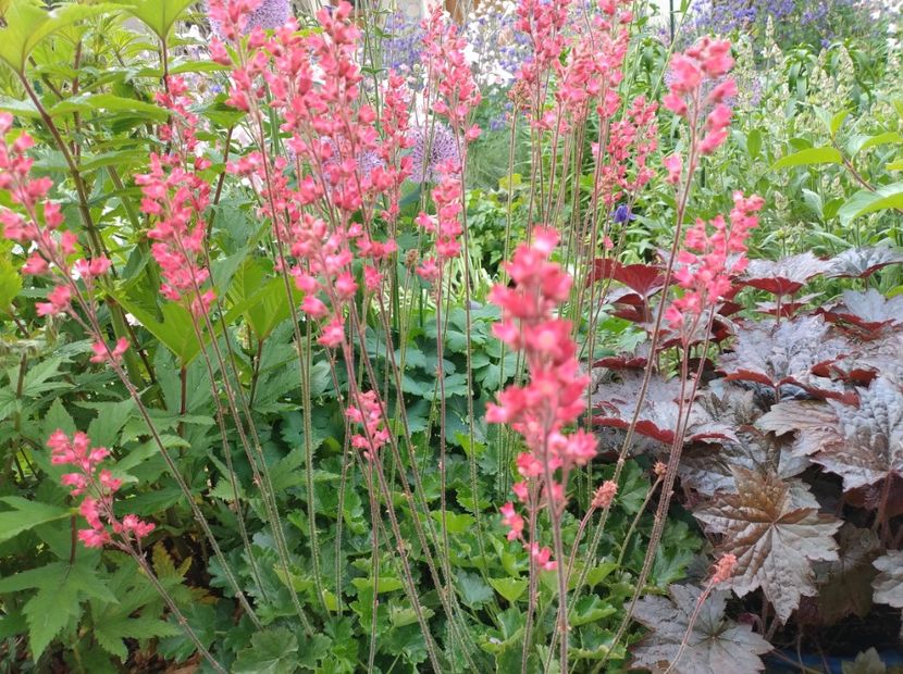  - Flori de gradina-2023