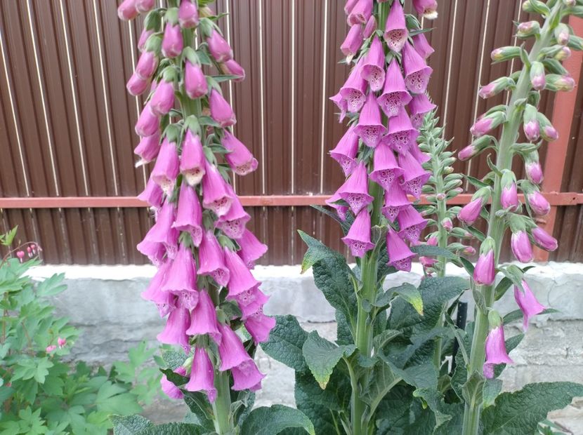  - Flori de gradina-2023