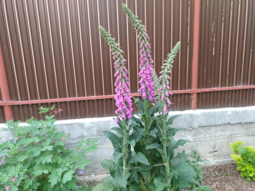  - Flori de gradina-2023