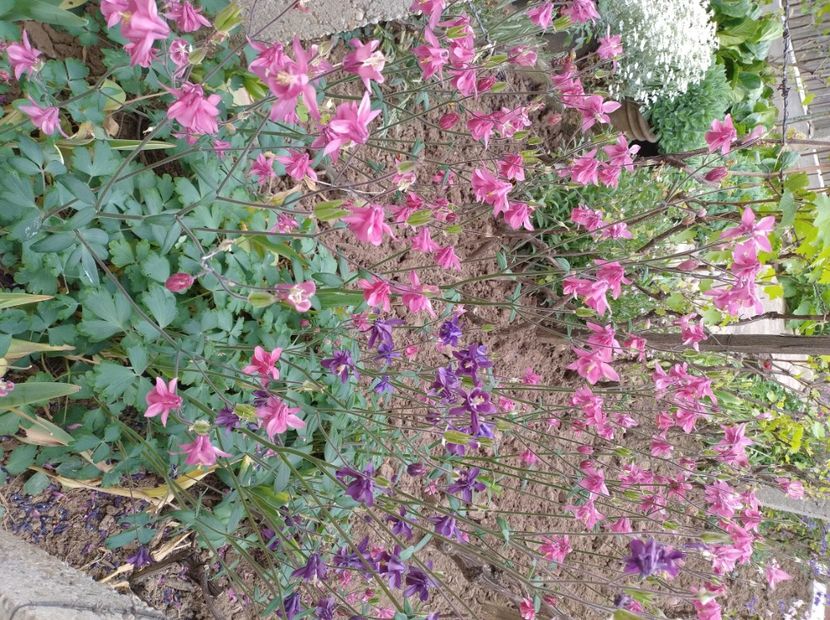  - Flori de gradina-2023