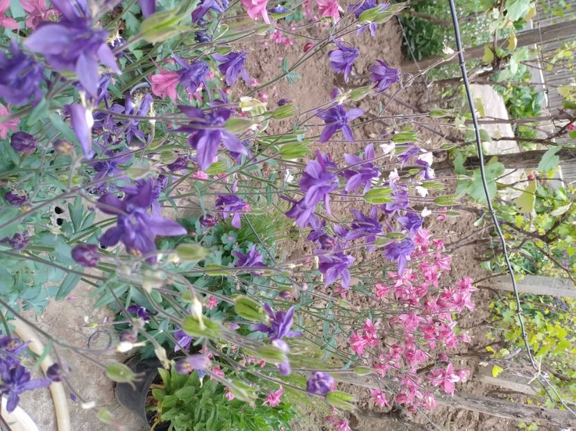  - Flori de gradina-2023