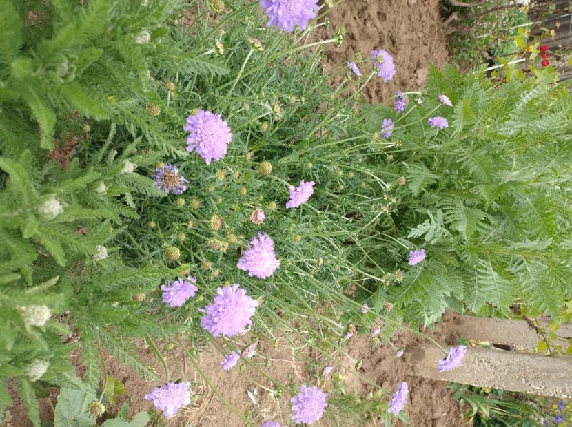  - Flori de gradina-2023