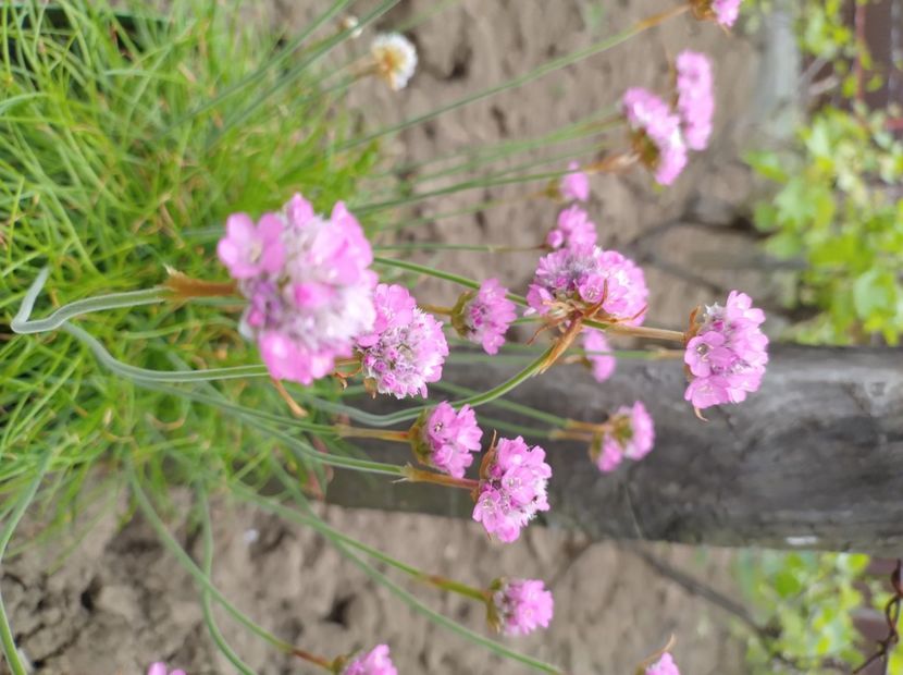  - Flori de gradina-2023