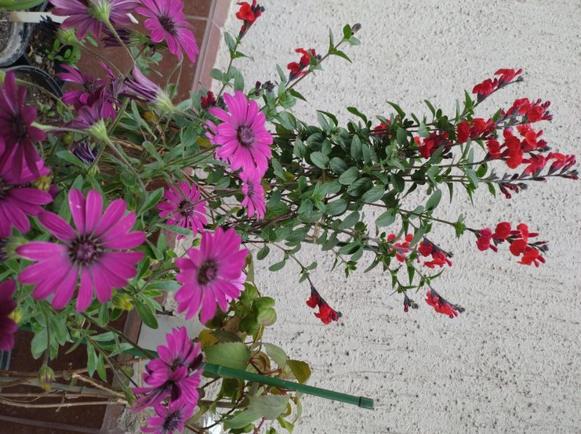  - Flori de gradina-2023