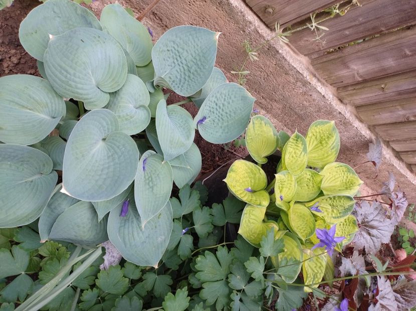  - Flori de gradina-2023