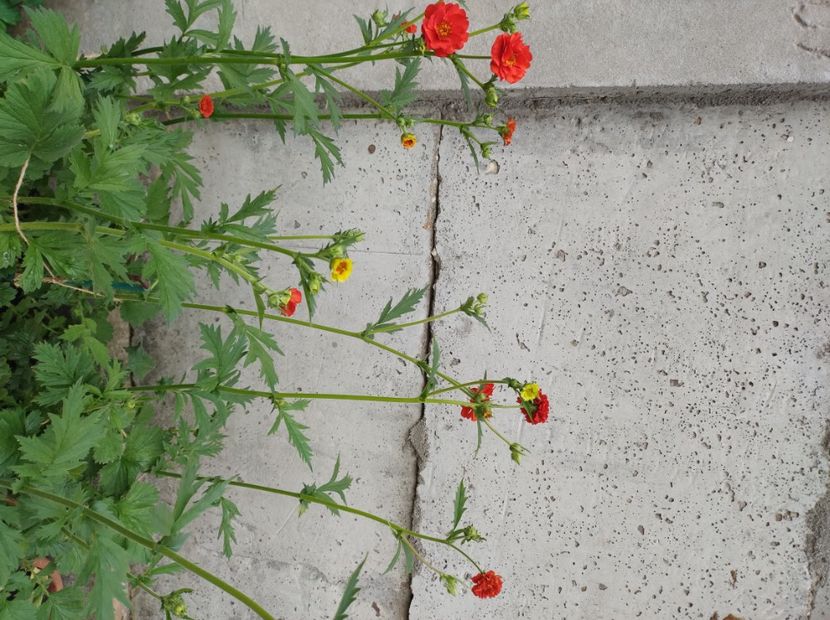  - Flori de gradina-2023