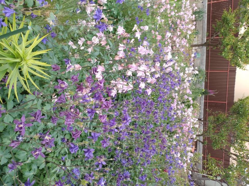  - Flori de gradina-2023