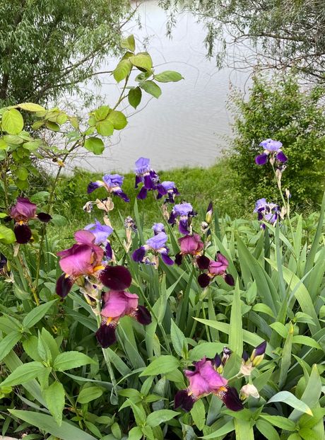 2B02E718-AD38-4005-AB8B-11E854BA0681 - Irisi 2017 2023 2024