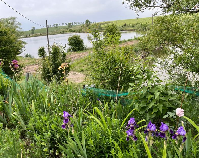 653A83A3-73E7-4946-9D67-F5906CBA74D5 - Irisi 2017 2023 2024