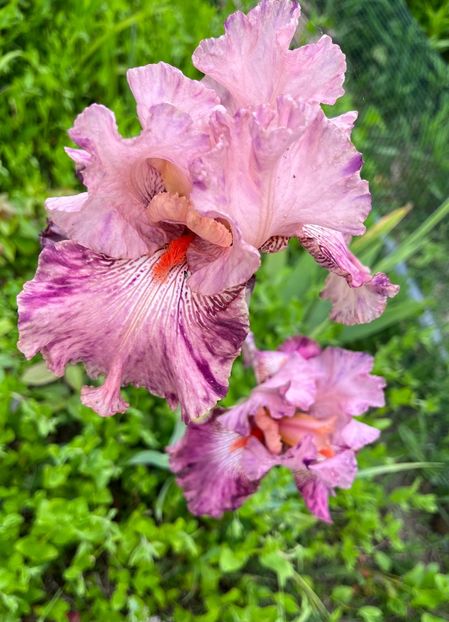 D89910F1-6CED-4313-B9EE-0F3E77C33801 - Irisi 2017 2023 2024