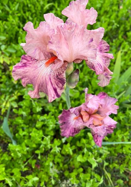 73D903AB-5343-41F9-BCE3-45BD58917D63 - Irisi 2017 2023 2024