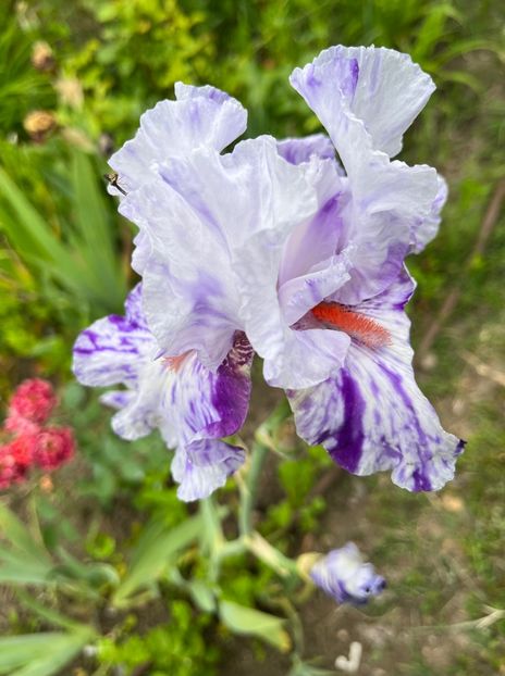 Batik - Irisi 2017 2023 2024