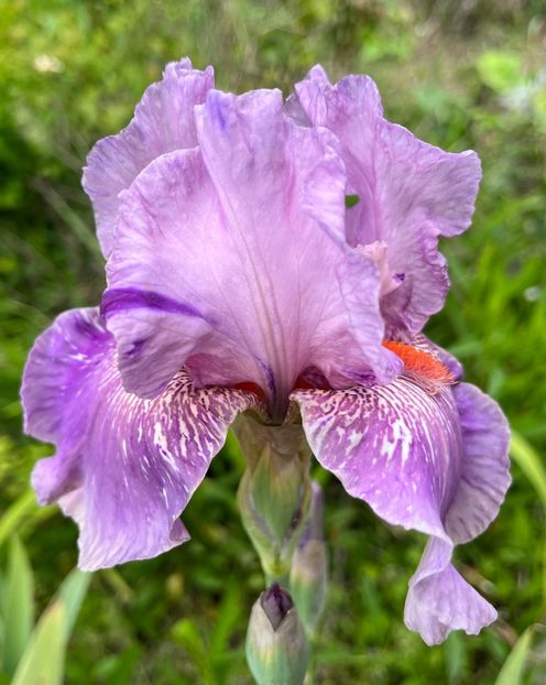 232AA4CB-3422-46E2-8032-D98F29B41441 - Irisi 2017 2023 2024