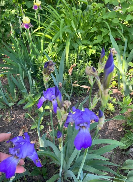 0202F069-203D-41F7-B8C1-9D2505FD625A - Irisi 2017 2023 2024