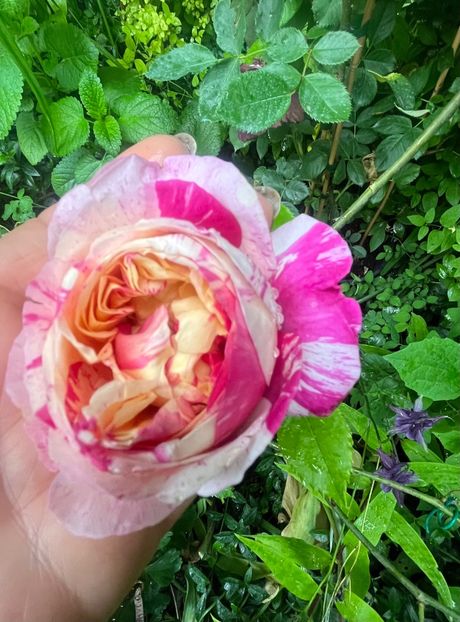 FD26B382-CBCB-45B8-9134-3177EC235166 - Trandafiri 2023