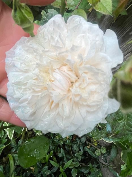 30 urcator - Trandafiri 2023