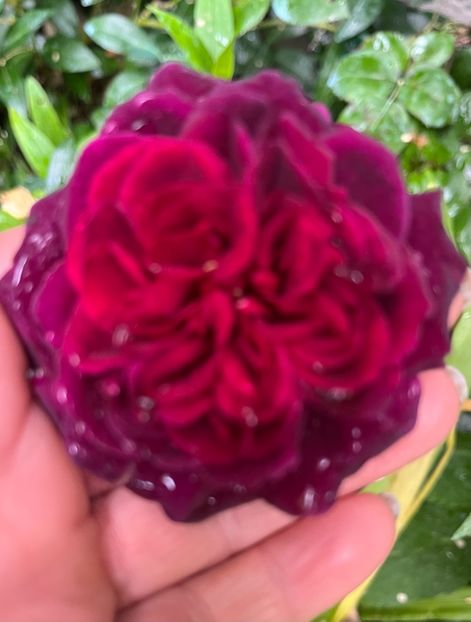 50129D21-EACA-4EF1-93F5-491CF8A349FD - Trandafiri 2023