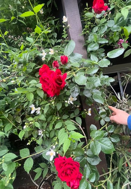 6C5FED43-08E0-4EA9-B17A-2A66043CCD1D - Trandafiri 2023