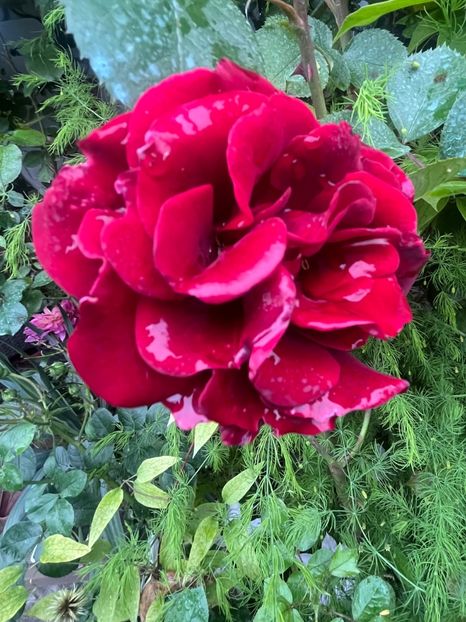 152B1328-702B-4F8C-A039-C7F3A3AE1D60 - Trandafiri 2023