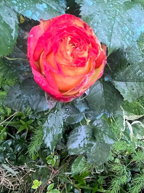 BF96B0B6-5745-43EC-8BF9-6116F662A866 - Trandafiri 2023