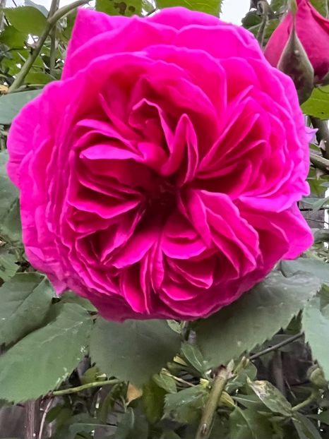 0EA0EAA5-4F3A-4594-8128-2E7D0B1E15C8 - Trandafiri 2023