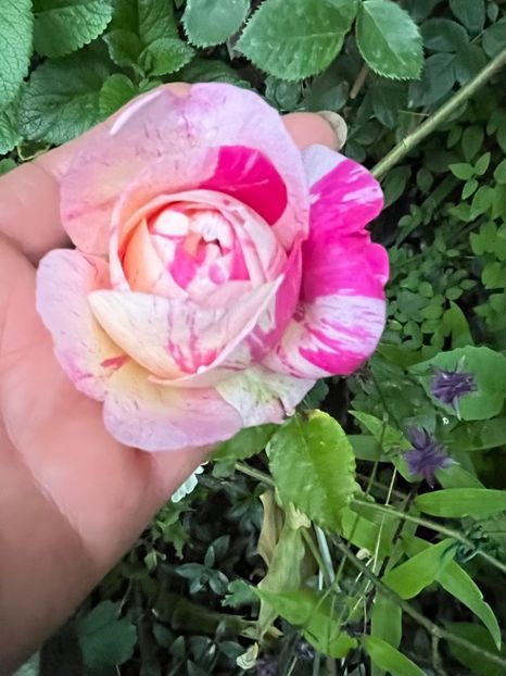 8DAC5E99-4CD9-4D98-8F57-AAE49AF3CAC3 - Trandafiri 2023