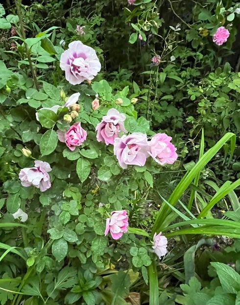 3362E731-B585-4AAE-AFDD-880918D91704 - Trandafiri 2023