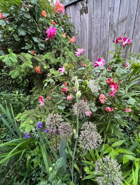 5C95A891-0F43-4996-B590-C5A284D7704E - Trandafiri 2023