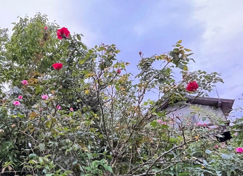 FC2C115D-2DF3-4D2E-9511-D8EF44E755F4 - Trandafiri 2023